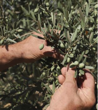 La Provençale Bio - Crema illuminante idratante - Olio di oliva biologico