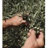 La Provençale Bio - Siero notte in olio - Olio di oliva biologico